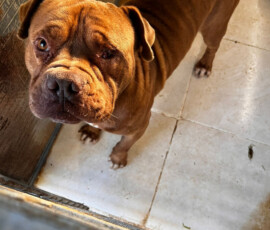 reg-623
